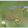 Mating Damselflies