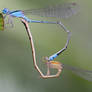 Mating Damselflies 2