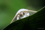 moth by melvynyeo