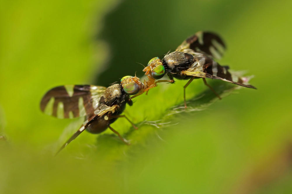 Gorgeous Do Kissing Bugs Fly View in HD Gorgeous Do Kissing Bugs Fly View in HD