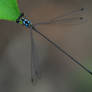 Damselfly 2