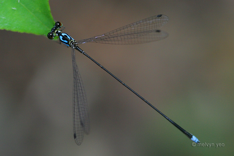 Damselfly 2