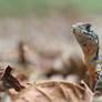 Rainbow lizard