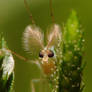 Hairy Antenna