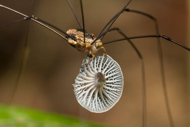 Harvestman eating Mushroom