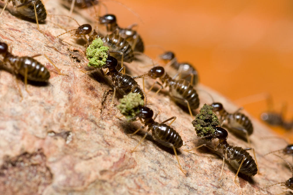 Рабочие особи. Отряд термиты — Isoptera. Термит насекомое. Термит Жук. Термиты и муравьи.