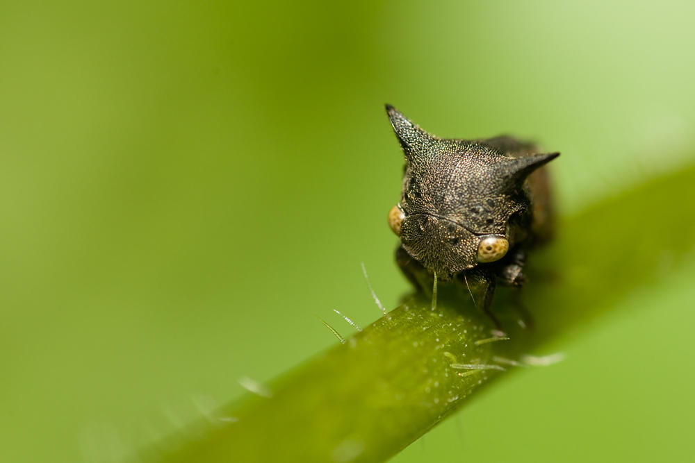 Tree Hopper.. by melvynyeo on DeviantArt