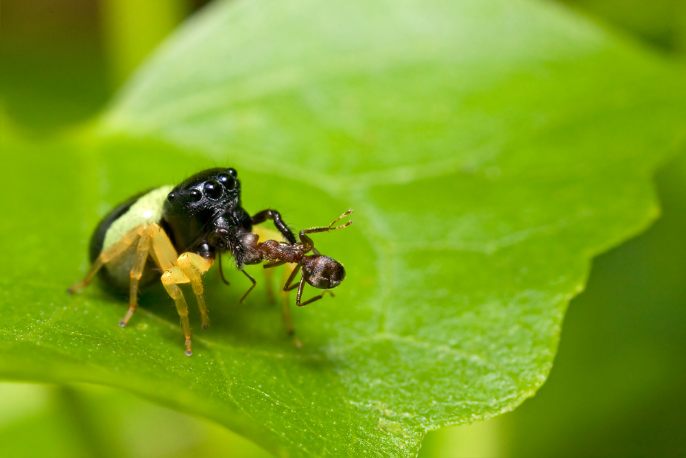 Black Head Jumper 03