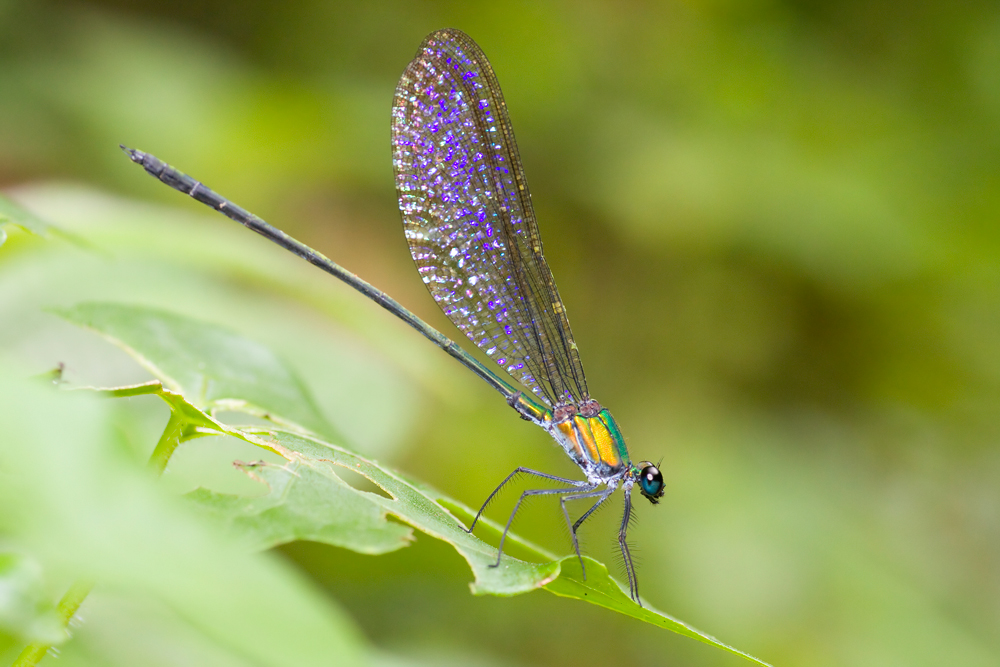 Flashwing Vestalis amethystina