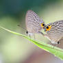 Mating Butterflies