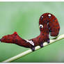 Caterpillar 6