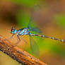 Bright blue damselfly 01