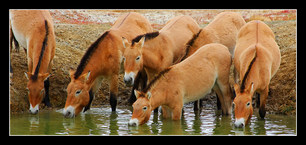 Przewalski's Horse