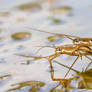 Water Strider Piggyback