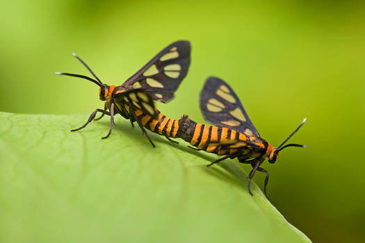 Mating Day Flying Moth