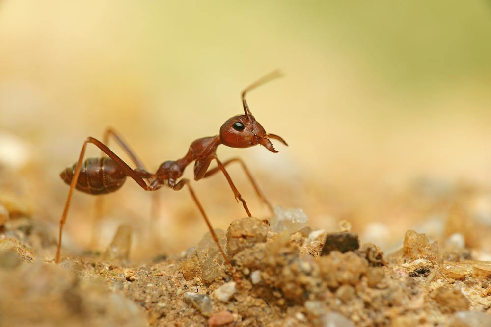 Weaver ant