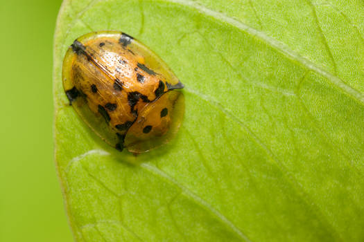 Red Tortoise beetle 2