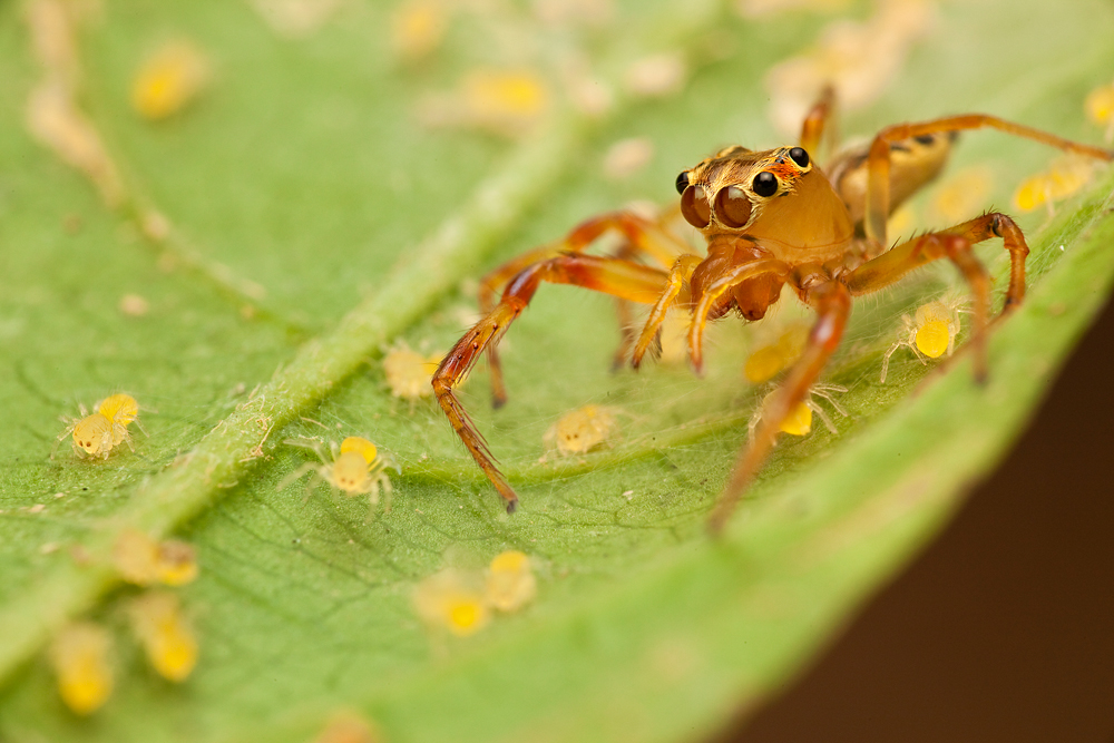 Mama Jumper