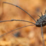 2 Spike Harvestman