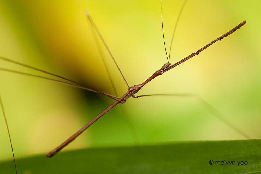 Thread Legged Assassin Bug by melvynyeo on DeviantArt