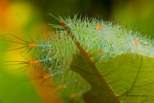 Malay viscount caterpillar