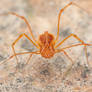 Cool Harvestman2