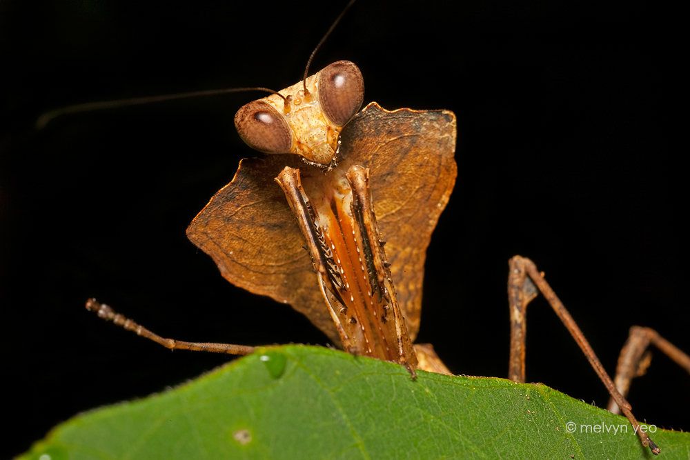 Dead Leaf Praying Mantis