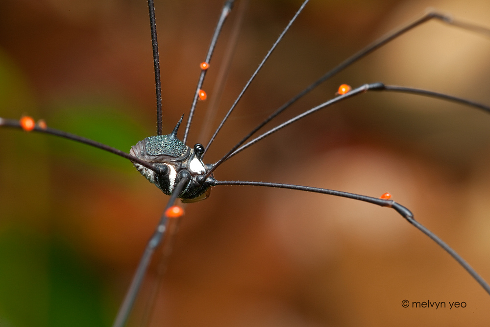 Infested Harvestman - Kubah