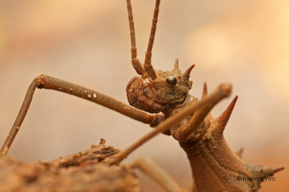 Thorny Stick - Kubah