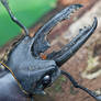 Stag Beetle - Kubah