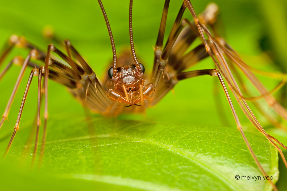 Japanese House Centipede