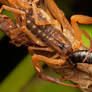 Scorpion eating earwig