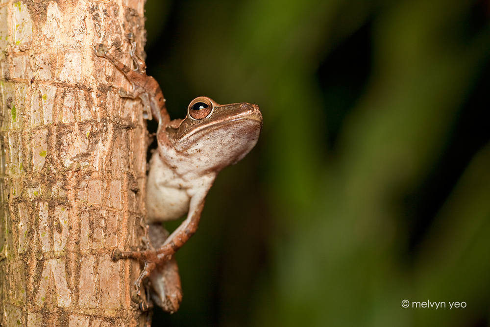 Posing Frog