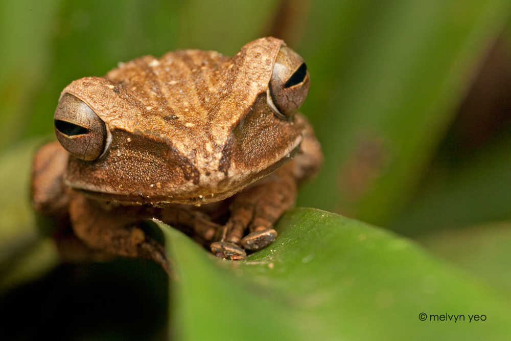 Sleepy Frog