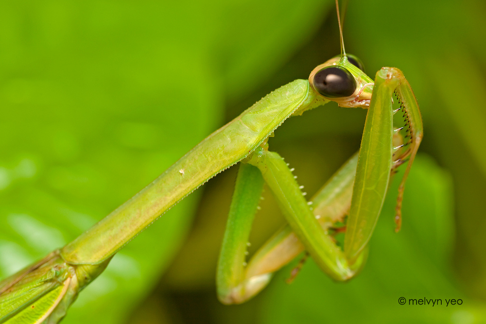 Camera Shy Mantis