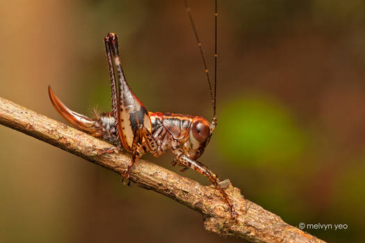 Forest floor Katydid