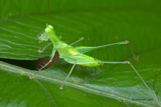 Asiophlugis temasek