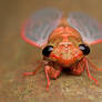 Freshly Molted Cicada 2