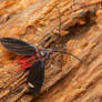 Male scale insect