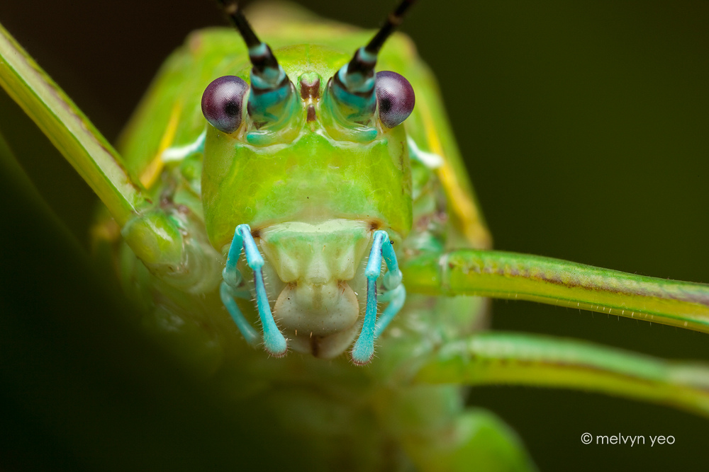 Katydid Close up