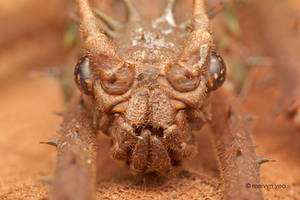 Phasmids Close up