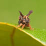 Treehopper