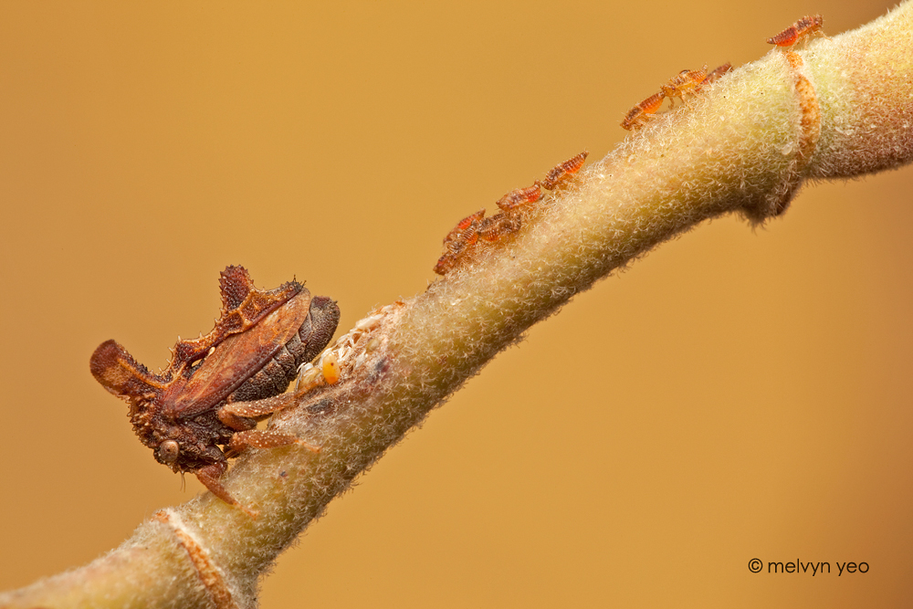 Treehopper and her young