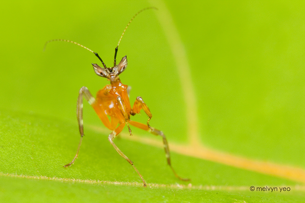 Cute Mantis Nymph