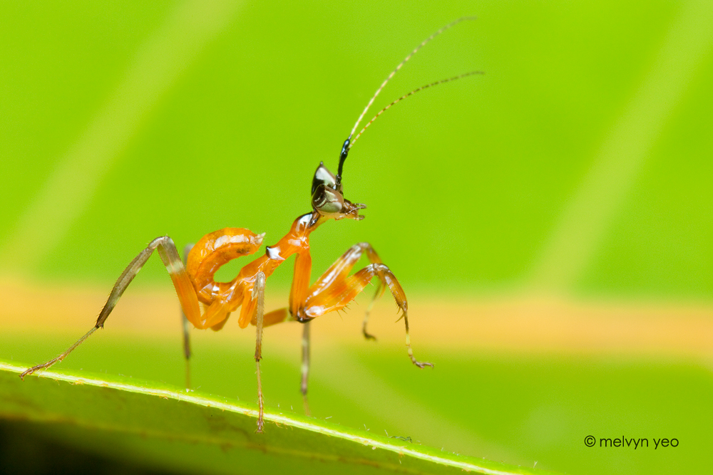 Mantis Nymph 2