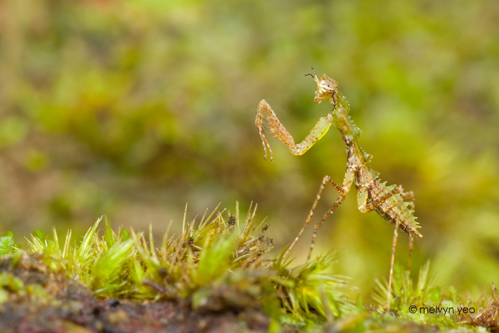 Praying Mantis