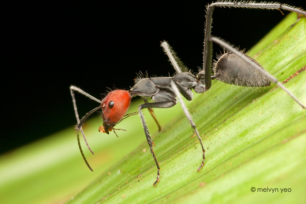 Red Head Ant