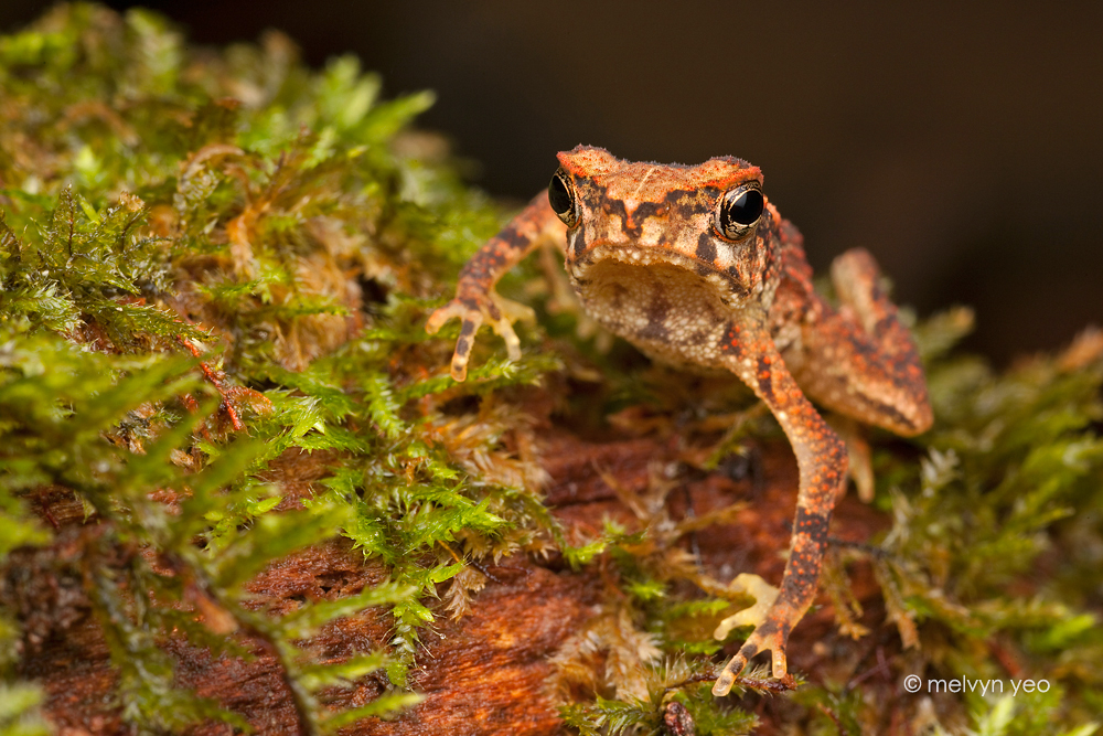 Forest Toad