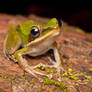 Copper Cheeked Frog