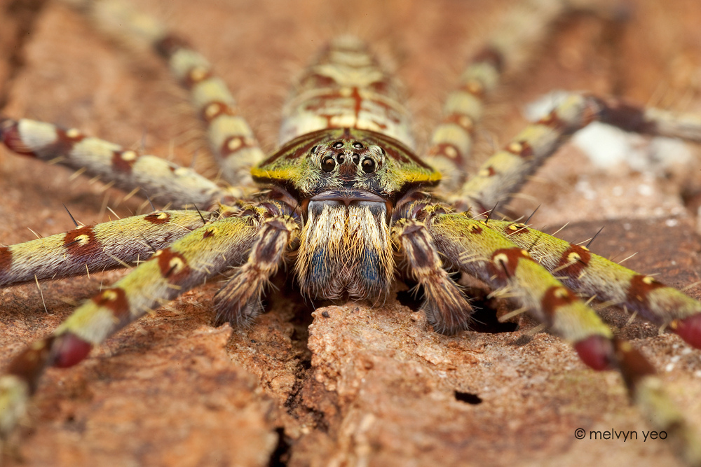 Heteropoda Boiei